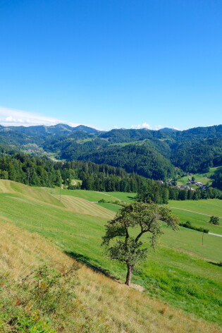 Panorama Richtung Wald (ZH), dahinter die Ostschweizer Alpen, auf dem Weg in den Ortsteil „Sternenberg“, der rund 1000 m ü.M. liegt.